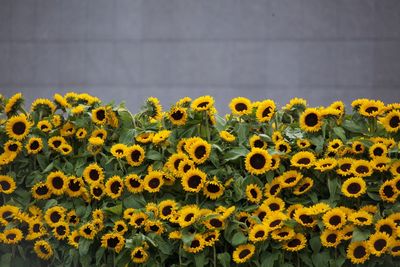 Close-up of yellow flowers