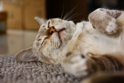 Close-up of a cat resting at home