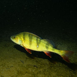 Close-up of fish swimming in sea