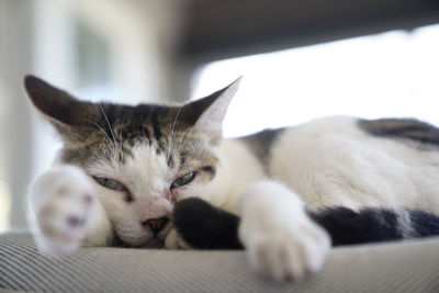 Close-up of cat resting at home