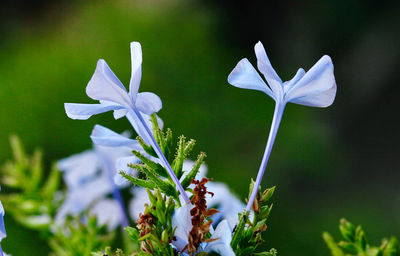 Close-up of white flowering plant on field