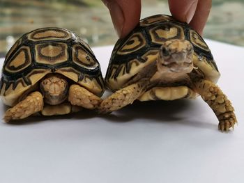 Close-up of human hand with turtles