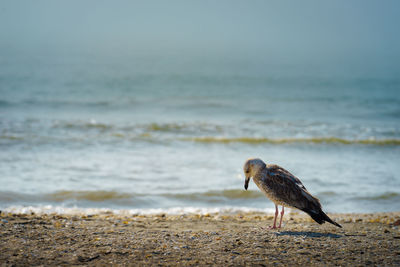 Bird on beach against sky