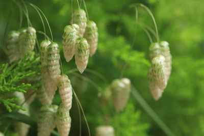 Close-up of plant against blurred background