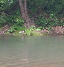 Swan swimming in lake