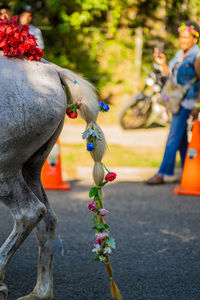 Close-up of horse in park