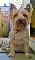 Close-up portrait of dog