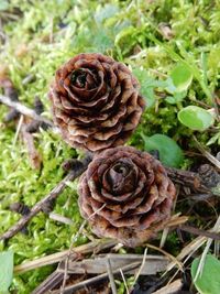 Close-up of plant against blurred background