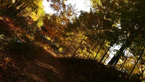 Trees in forest