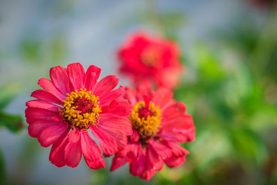 Close-up of red flowering plant