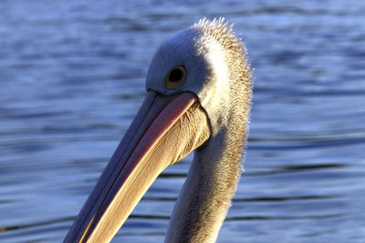 Close-up of duck swimming in lake