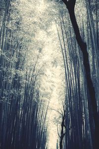 Low angle view of bamboo trees in forest