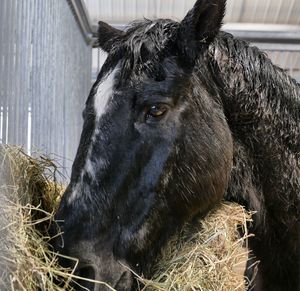 Close-up of a horse