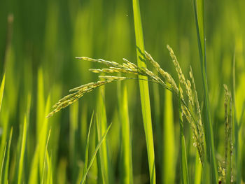 Close-up of crop growing on field