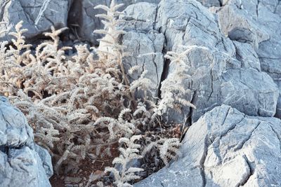 Close-up of rock