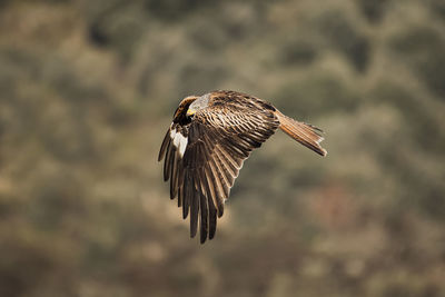 Close-up of a bird