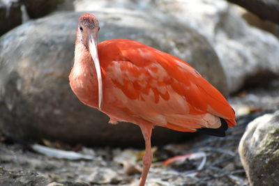 Close-up of bird in water