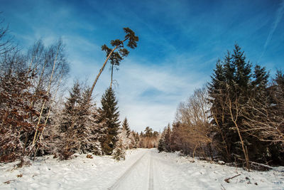 Empty road along trees