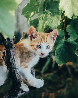 Portrait of kitten on branch