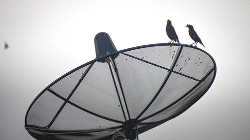 Low angle view of bird perching on cable against sky