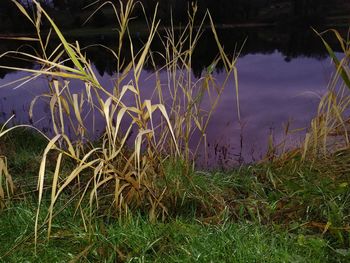 Close-up of grass on field by lake