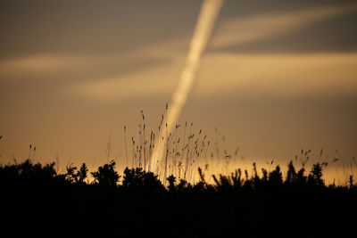 Low angle view of silhouette plants against sky during sunset