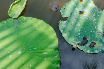 Close-up of water drops on leaves floating in pond