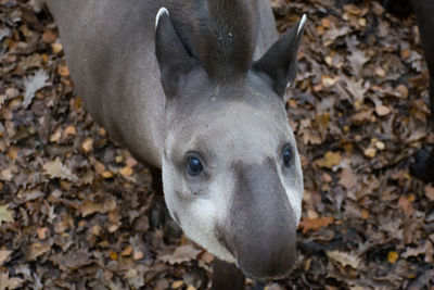 Close-up portrait of goat