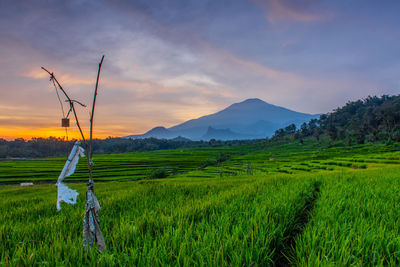 Scenic view of agricultural field against sky during sunset