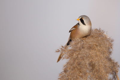 Low angle view of bird perching on tree against clear sky
