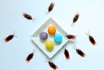 High angle view of bee