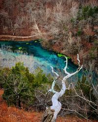 Scenic view of river flowing through forest