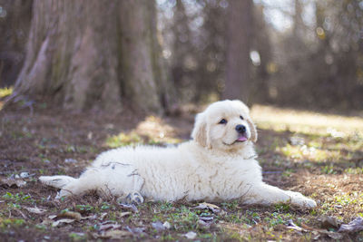 Dog sitting on field