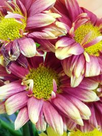 Close-up of flowers blooming outdoors