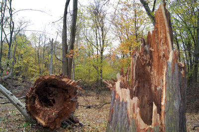Old tree trunk