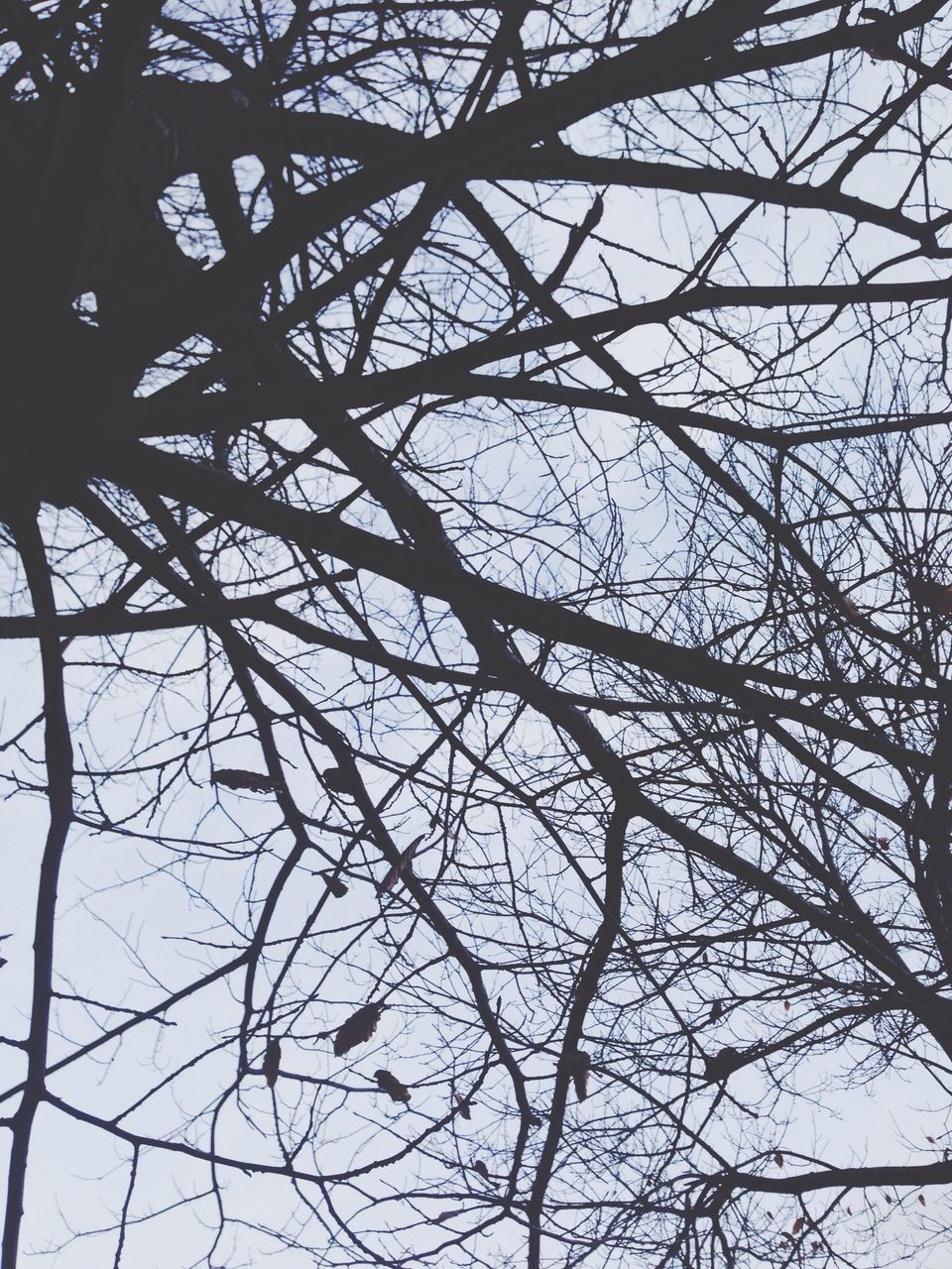 low angle view, branch, bare tree, tree, sky, nature, tranquility, silhouette, backgrounds, full frame, clear sky, outdoors, beauty in nature, no people, day, growth, tree trunk, scenics, directly below, sunlight