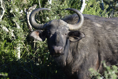 Close-up of buffalo against trees