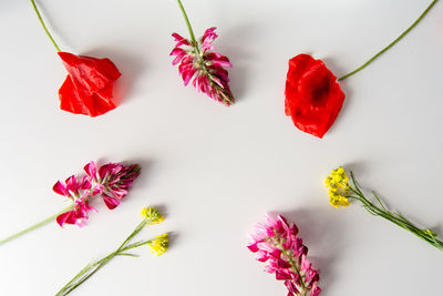 High angle view of flowers on white background