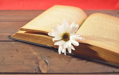 Close-up of white daisy flower on open book