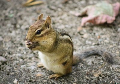 Close-up of squirrel on rock