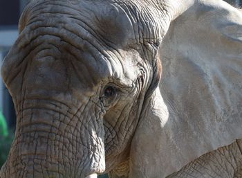 Close-up of elephant