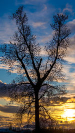 Low angle view of silhouette tree against sky at sunset