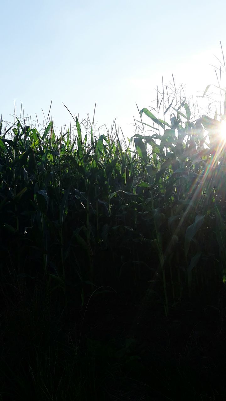 growth, field, grass, plant, sunlight, green color, crop, nature, tranquil scene, close-up, rural scene, tranquility, farm, beauty in nature, lens flare, agriculture, back lit, scenics, outdoors, sun, sky, green, growing, surface level, blade of grass, cultivated land, grass area, cereal plant, majestic