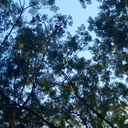 Low angle view of trees against sky