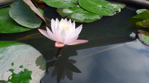 Close-up of lotus water lily in lake