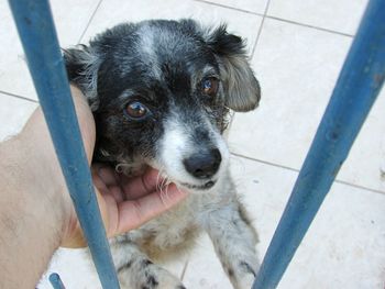 Portrait of dog holding camera