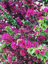 Close-up of pink flowering plants