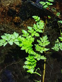 Close-up of plant growing on tree trunk