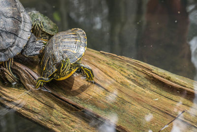 Close-up of lizard on wood