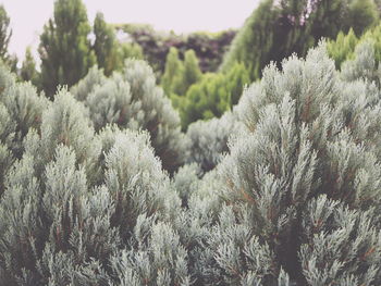 Close-up of pine tree